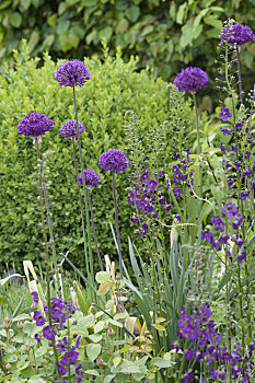 葱属植物,紫色,感觉,毛蕊花属