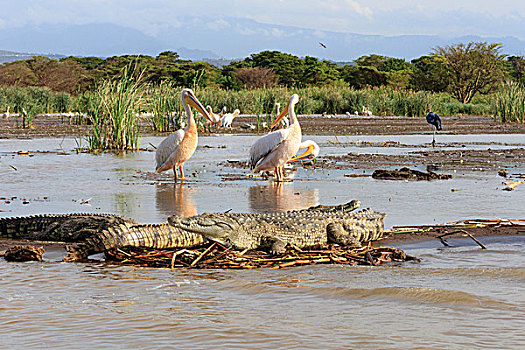 尾随,鳄鱼,湖,埃塞俄比亚,非洲