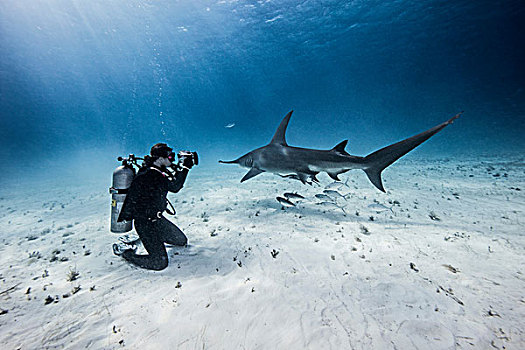 水下视角,女性,潜水,摄影,鲨鱼,海底,巴哈马