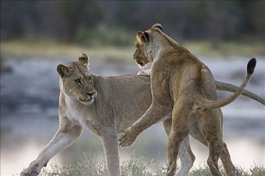 非洲狮,狮子,玩,萨维提,著名,大,自豪,杀戮,幼兽,大象,乔贝国家公园,博茨瓦纳