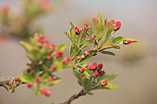 海棠花,花卉