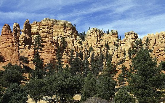 仰视,树,岩石构造,红色,峡谷,国家森林,犹他,美国