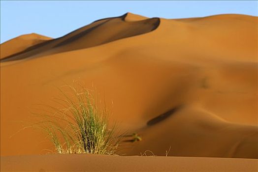 草,沙漠,沙子,正面,大,沙丘,却比沙丘,梅如卡,摩洛哥,北非