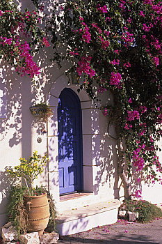 希腊,阿索斯,渔村,房子,门,窗户,叶子花属
