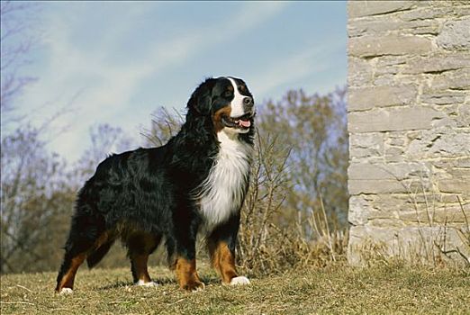 伯恩山犬,狗,旁侧,石头,建筑