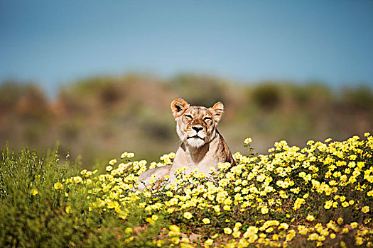 非洲狮,狮子,女性,卧,黄色,藤,花,卡拉哈迪大羚羊国家公园,南非