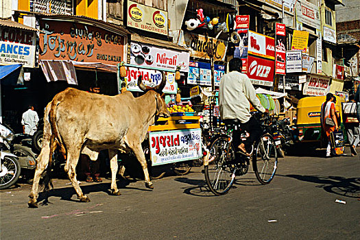 神圣,母牛,街道,阿默达巴德,古吉拉特,印度,亚洲
