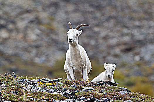 野大白羊,白大角羊,母羊,哺乳,羊羔,凶猛,河,环,德纳里峰国家公园,阿拉斯加,美国