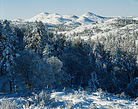 加利福尼亚,积雪,克利夫兰,国家森林,冬天,早晨,大幅,尺寸