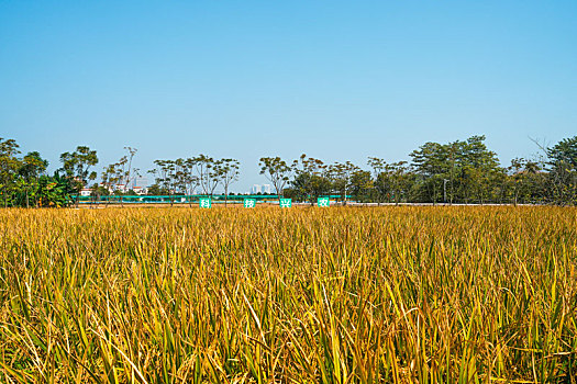 羊城广州番禺万顷沙农科院基地的水稻丰收