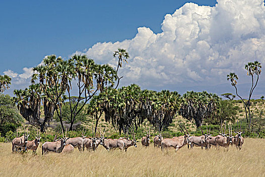 肯尼亚,萨布鲁国家公园,牧群,放牧,正面,手掌,排列,河