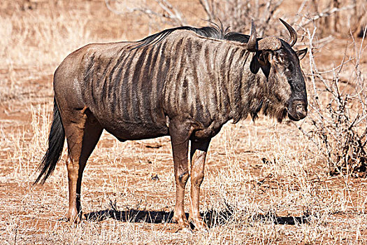 角马,克鲁格国家公园,林波波省,南非,非洲