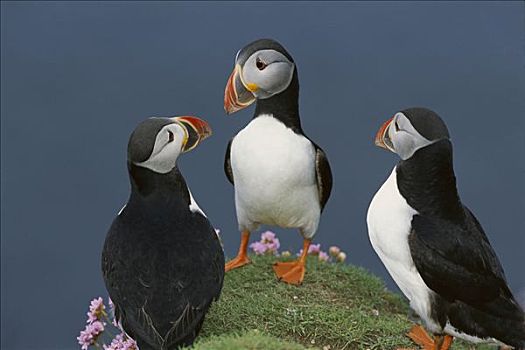 大西洋角嘴海雀,北极,群,求爱,海洋,节省,边缘,设得兰群岛,英国