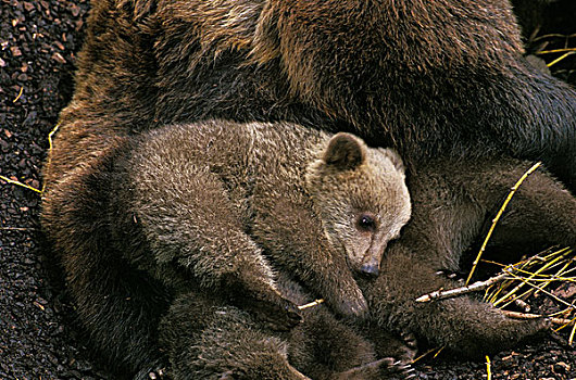 棕熊,女性,幼兽,睡觉