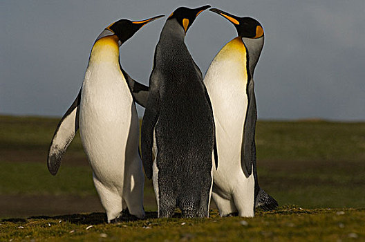帝企鹅,三个,求爱,自愿角,东福克兰,岛屿,福克兰群岛