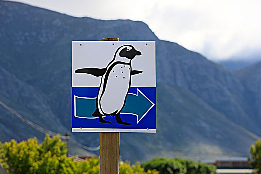 标识,非洲企鹅,湾,南非,非洲