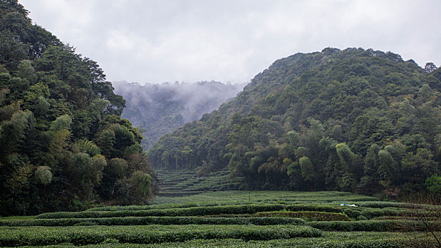 杭州西湖龙井茶园嫩茶新茶特写