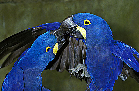 紫蓝金刚鹦鹉,成年,交际,互动