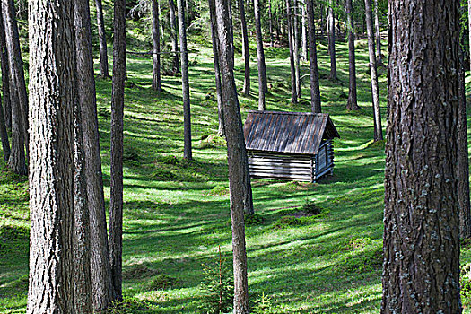 木屋,落叶松属植物,树林,绿色,林中地面,奥地利,提洛尔,高原
