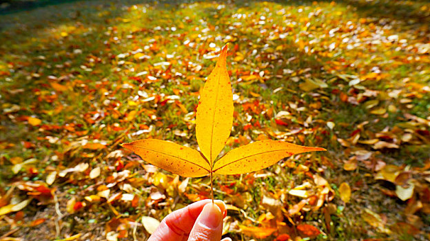 秋季落叶草坪手拿一片黄色树叶
