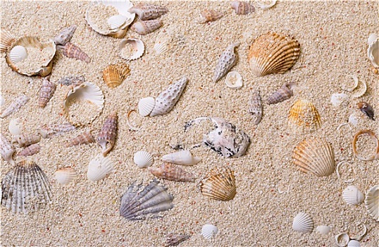 海螺壳,珊瑚,沙子