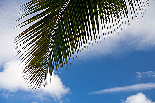 美国维京群岛,棕榈叶,白云,蓝天