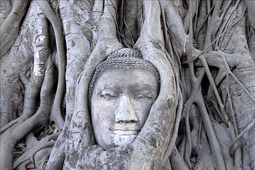 头部,佛像,根,无花果树,榕属植物,玛哈泰寺,大城府,泰国