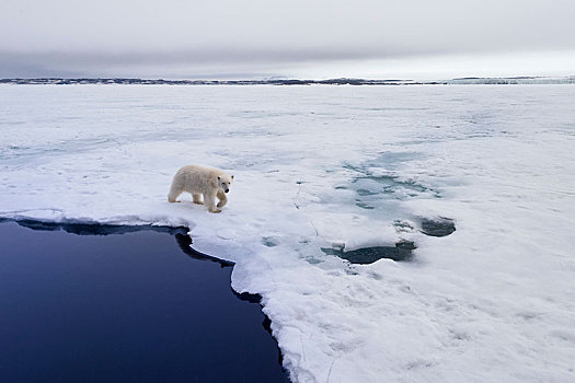 北极熊,走,上方,浮冰,斯瓦尔巴群岛,挪威,欧洲