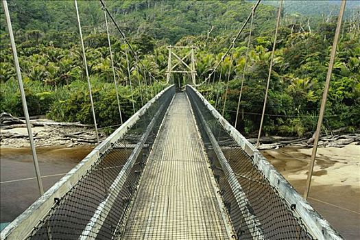 桥,树林,卡胡朗吉国家公园,南岛,新西兰
