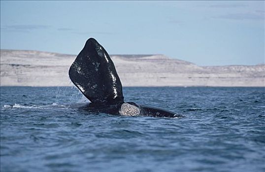 南露脊鲸,鳍足,瓦尔德斯半岛,阿根廷