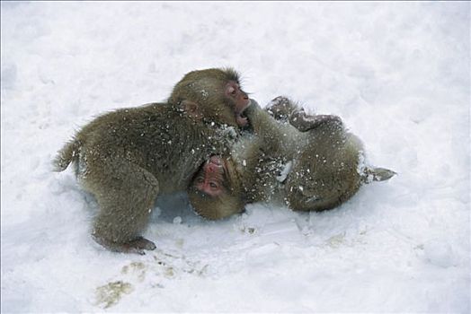 日本猕猴,雪猴,两个,幼仔,玩,一起,雪地,靠近,温泉,日本,阿尔卑斯山
