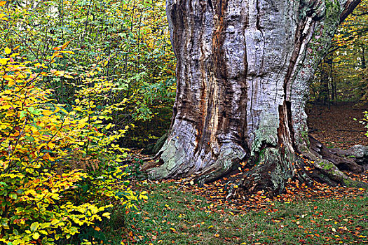 山毛榉,自然保护区,古老,树林,黑森州,德国,欧洲
