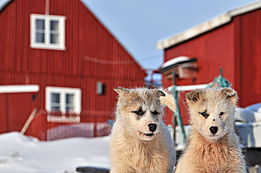 两个,幼兽,格陵兰,狗,迪斯科,岛屿,北极,北美