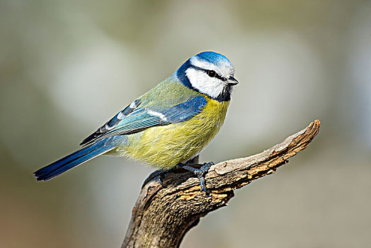 蓝冠山雀,青山雀,坐在树上,提洛尔,奥地利,欧洲