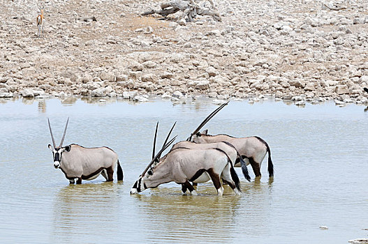 南非大羚羊,羚羊,水坑,埃托沙国家公园,靠近,区域,纳米比亚,非洲