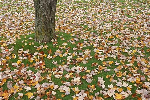 树,秋叶