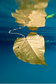 叶子,水下,蓝色,洞,瓦努阿图