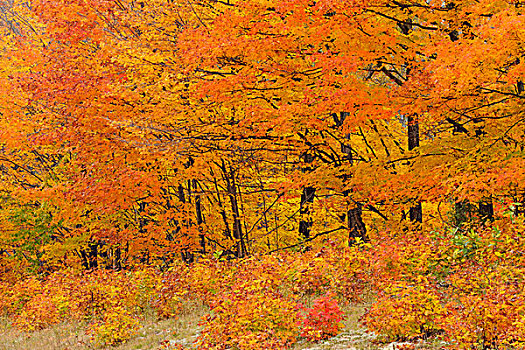 气候温和,落叶林,树,顶峰,秋色,阿尔冈金省立公园,安大略省,加拿大