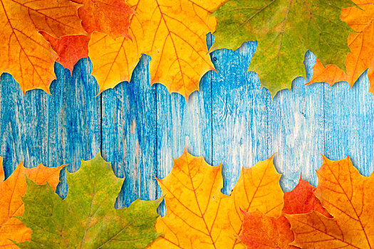 叶子,蓝色,木质背景