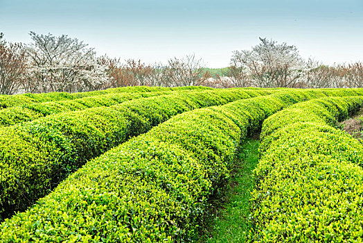 俯瞰南昌县凤凰沟景区的茶园