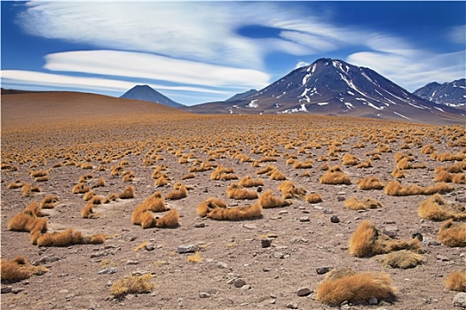 高原,草,挨着,火山,荒芜,阿塔卡马沙漠,智利