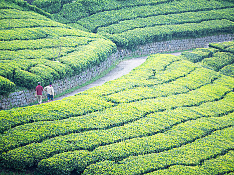 茶园,泰米尔纳德邦,印度