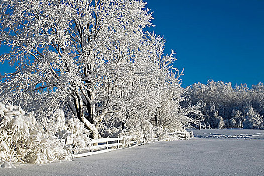 土地,树,积雪,魁北克,加拿大