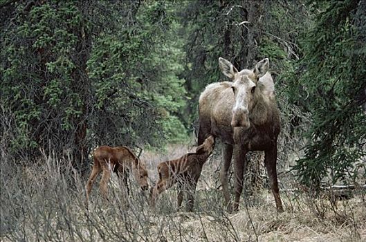 驼鹿,美洲驼鹿,母牛,哺乳,一个,相似,幼兽,北方针叶林,阿拉斯加