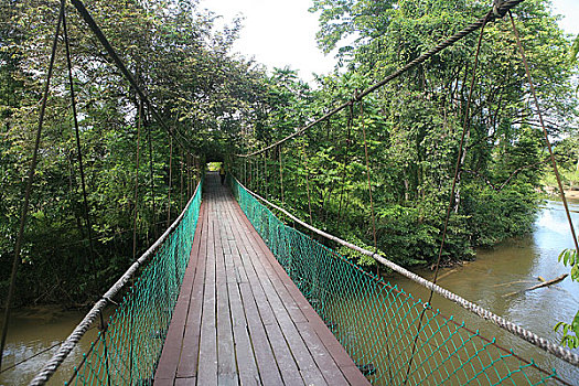 马来西亚穆鲁山国家公园热带雨林