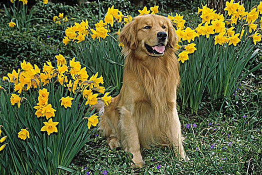 肖像,金毛猎犬,狗,水仙花,背景