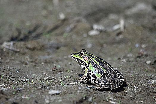 池蛙,地上