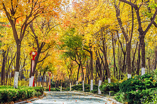 秋末冬初金黄色枫树下弯曲的步道