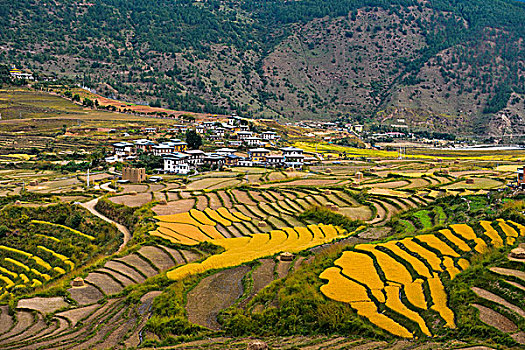 黄色,稻田,梯田,乡村,不丹,亚洲