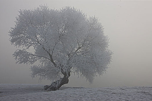 雾凇,树挂